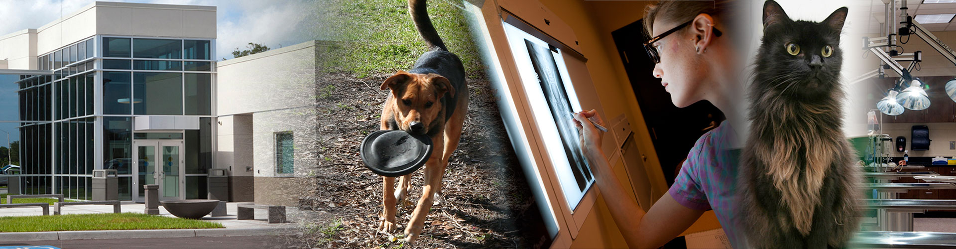 A collage of the exterior of the Vet Tech building, a brown and black dogrunning with a frisbee, a vet tech student marking an X-Ray, a long-haired, brown and black cat posing, and the vet tech operating room.