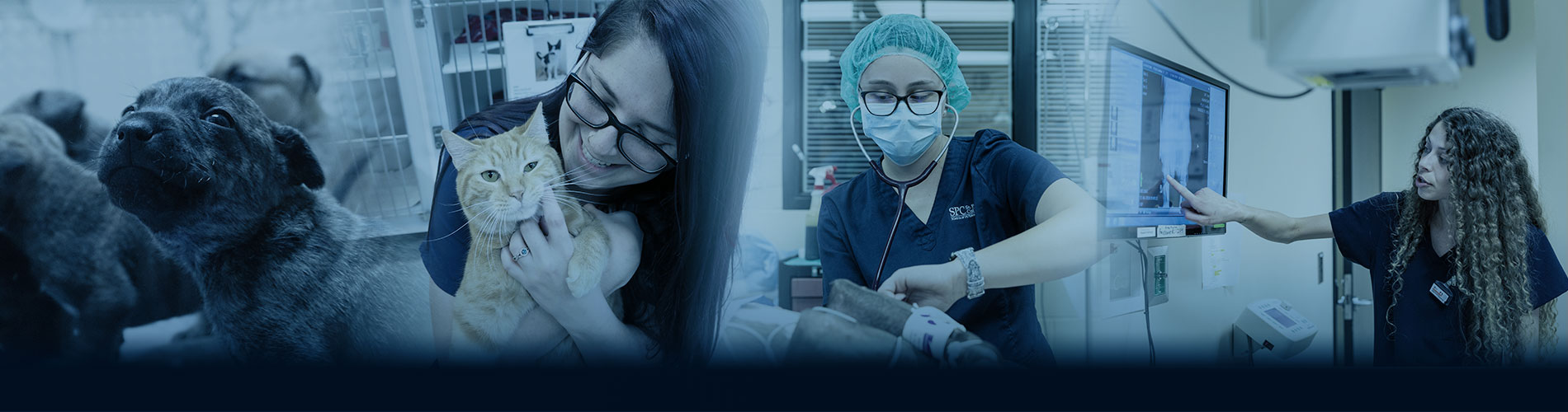 Veterinary Nursing A.S. Degree